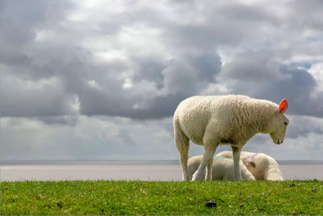 Pellwormer Landschaft mit weitem Himmel und grünen Wiesen – Urlaub zu jeder Jahreszeit
