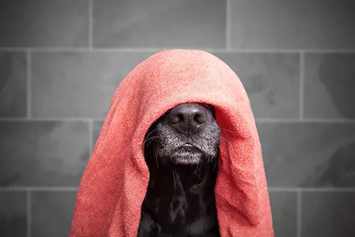 urlaub-mit-hund urlaub-mit-hund