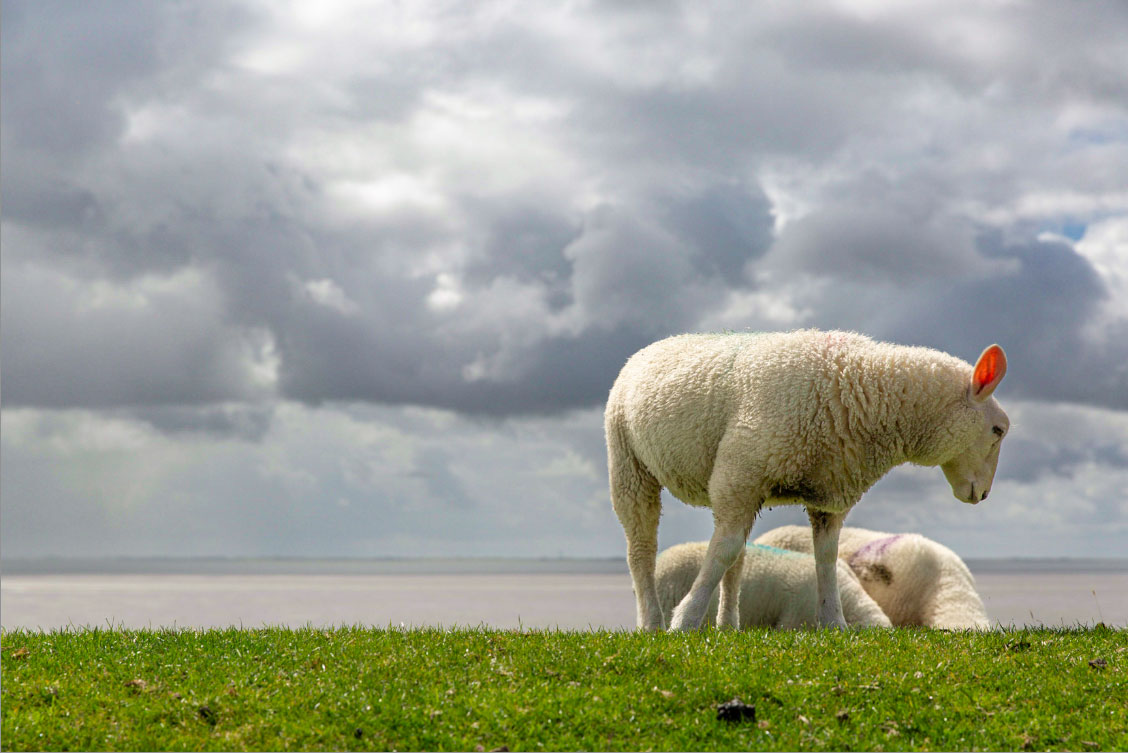Pellwormer Landschaft mit weitem Himmel und grünen Wiesen – Urlaub zu jeder Jahreszeit